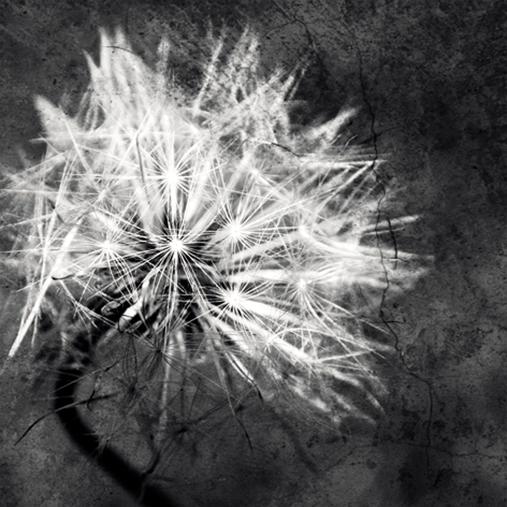 Wandbild MondiArt | DANDELION | AluArt glänzend | M: 80 x 80 cm