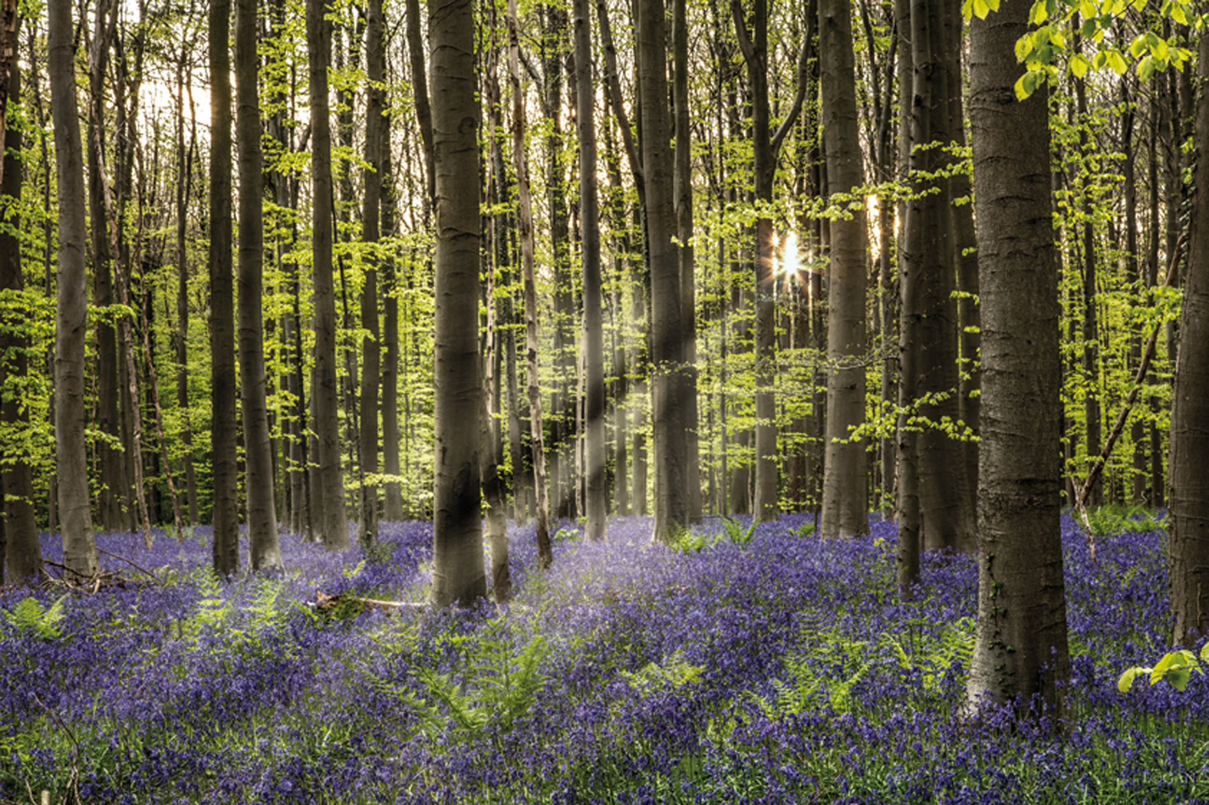 Wandbild MondiArt | FAIRYTALE FOREST | AluArt glänzend | XL: 180 x 120 cm