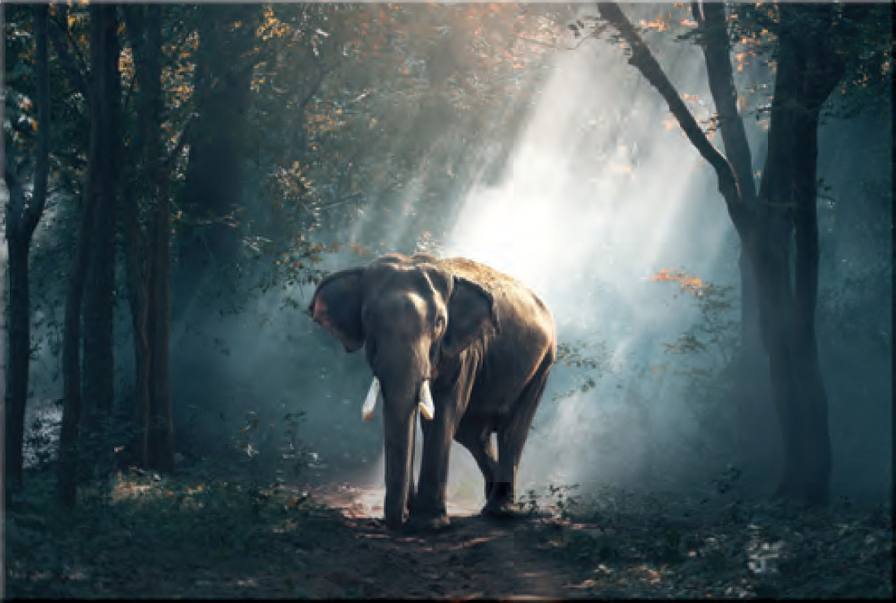 Glasbild | ELEFANT C | M : 100 x 70 cm
