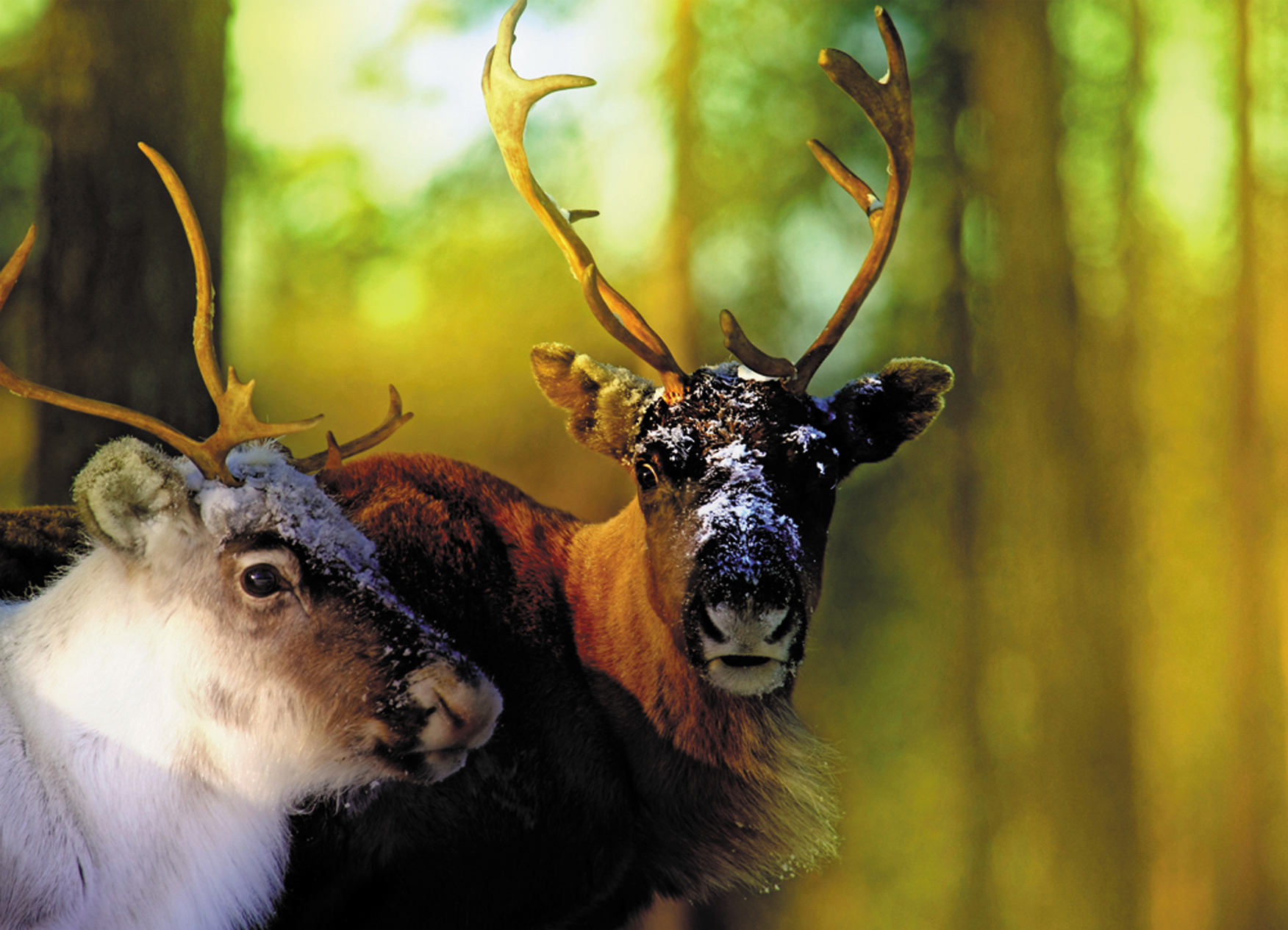 Wandtextil MondiArt | REINDEERS | XXL: 190 x 132 cm